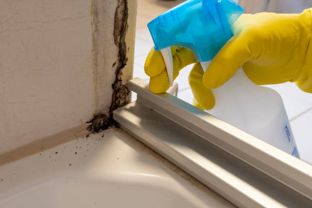 Best Bathroom Mold Remediation in Whitfield, FL