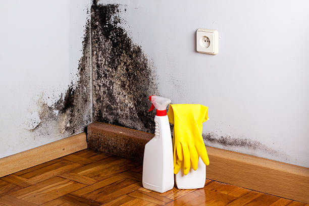 Best Industrial Mold Remediation in Whitfield, FL