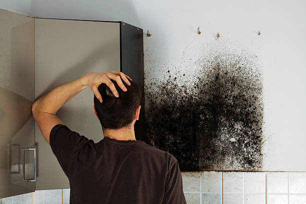 Best Basement Mold Remediation in Whitfield, FL